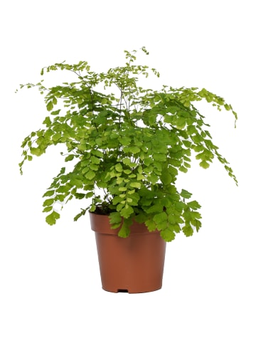 MeinVIPShop Dreieckiges Frauenhaarfarn 35cm