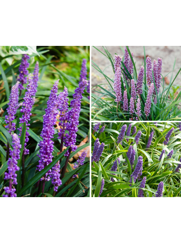 GARDENZO 8er-Set: Leliengras Liriope Muscari in Lila
