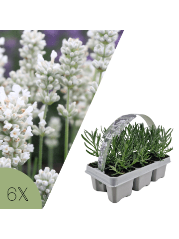 NatureNest Weißer Lavendel Edelweiss Set 6 Lavandula winterhart
