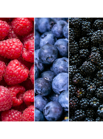 NatureNest Bio Fruchtpflanzen Mix Set 3 verschiedene Sorten