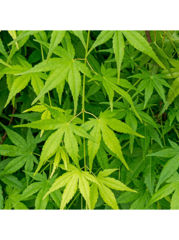 NatureNest Acer palmatum Ryusen Ahorn Hochstamm in Grün