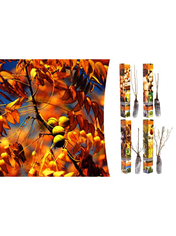 GARDENZO 4er-Set: Nussbäumen in Bunt