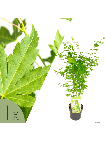 NatureNest Acer palmatum Going Green Ahornpflanze in Grün