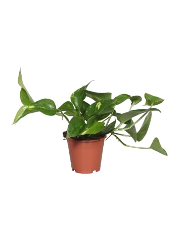 MeinVIPShop Efeutute Epipremnum Zimmerpflanze