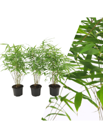 NatureNest Set mit 6 Bambuspflanzen  6 x Fargesia Rufa cm13 cm  hoch25 cm  Pflanzen