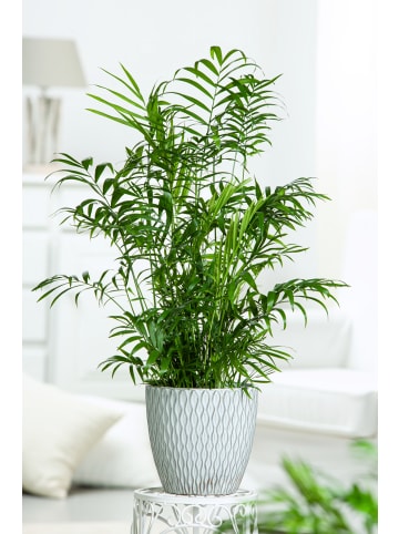 GARDENZO 2er-Set: Mexikanische Bergpalme