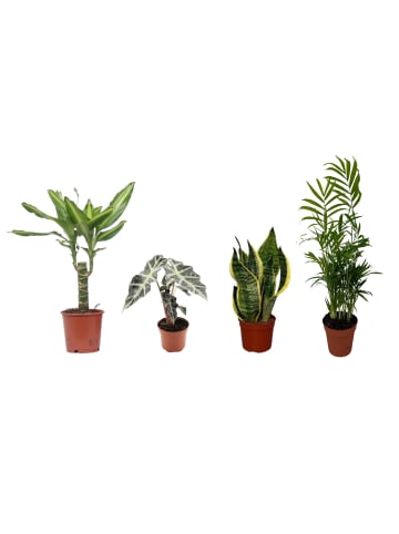 MeinVIPShop 4er Zimmerpflanzen Set