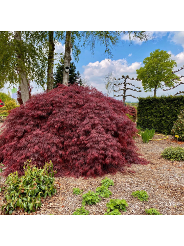 NatureNest Acer palmatum Garnet Ahorn Hochstamm in Rot