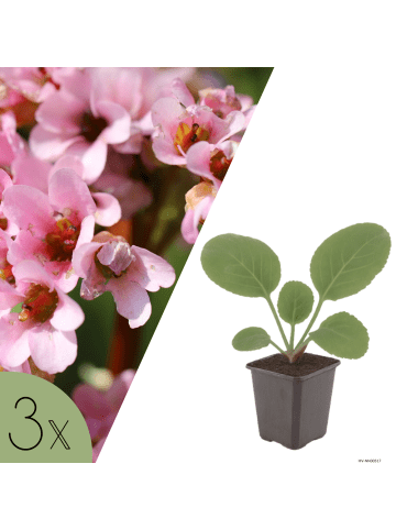 NatureNest 3er: Set Bergenia cordifolia Pflanzen in Rosa