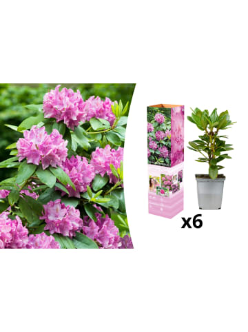 OH2 6er-Set: Rhododendron Roseum Elegans in Rosa