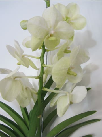 MeinVIPShop Traumhafte Orchidee Vanda blühend XXL 55 cm Rarität weiß