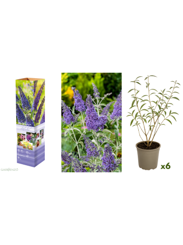 GARDENZO 6er-Set: Schmetterlingspflanzen in Lila