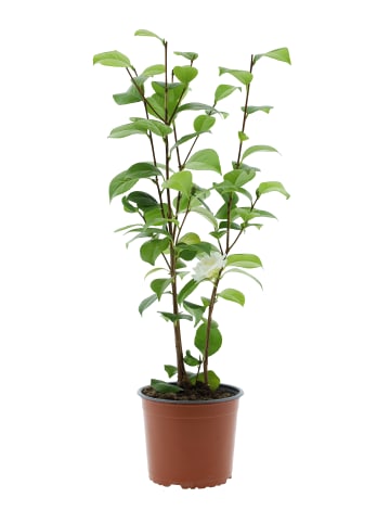 GARDENZO Kamelienstrauch XL P19 "Japanische Rose" 65-80 cm in Weiß