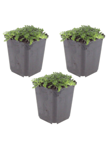 NatureNest 3er: Set Thymus praecox Albiflorus Pflanzen in Weiß