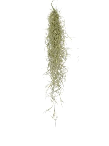 MeinVIPShop 3er Set Seeigelgehäuse schwarz mit Tillandsia spanischem Moos 