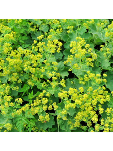 NatureNest 3 Alchemilla mollis Pflanzen in Grün Topf 9 cm Höhe 15 cm