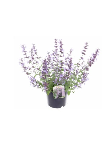 MeinVIPShop Katzenminze Nepeta 'Walker's Low' Busch 45cm XXL