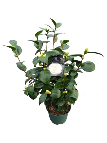 MeinVIPShop Kamelie weiß 40 cm