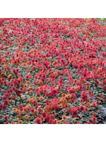 NatureNest 3 Acaena microphylla Kupferteppich Pflanzen in Grün Topf 9 cm Höhe 15 cm
