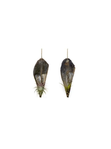 MeinVIPShop Faszinierende Pinnidae Muschel mit einer Tillandsia 2 er Set
