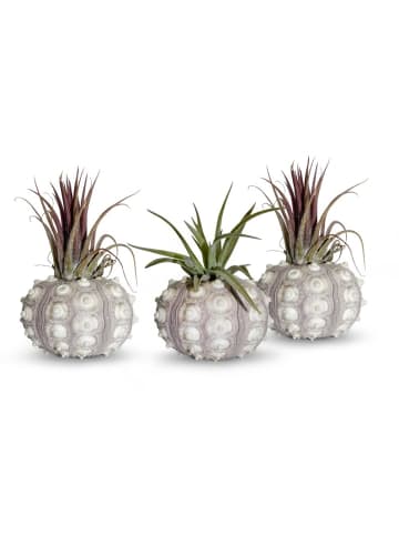 MeinVIPShop Bezaubernde Kombination aus Seeigelgehäuse und Tillandsia 3 er Set