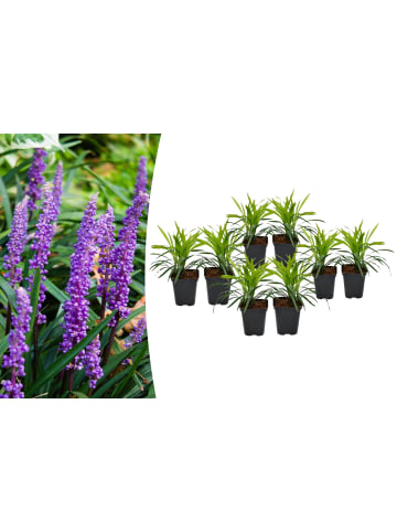 OH2 8er-Set Leliengras Liriope Muscari in Lila