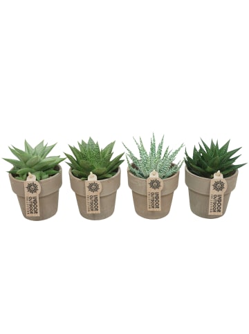 MeinVIPShop Aloe Vera im 4er Set mit Übertopf