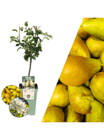 NatureNest Bio-Birnbaum 1 x Pyrus communis
