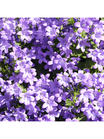 NatureNest 3er-Set: Campanula portenschlagiana Bodendecker in Violett