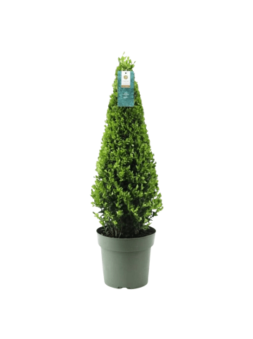 NatureNest Ilex crenata Jenny Pyramide in Grün