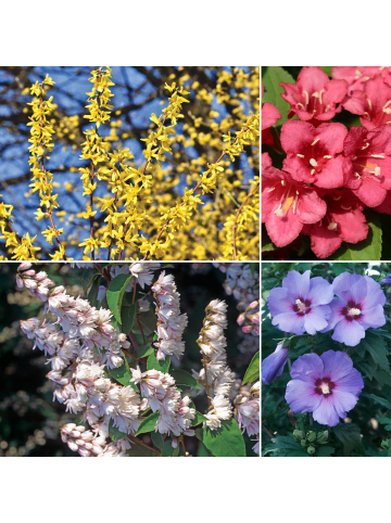 GARDENZO 8er-Set: XL-Ziersträuchern in Bunt