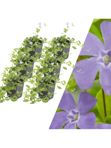 NatureNest 6 Blaue Immergrün pflanzen  Vinca minor  