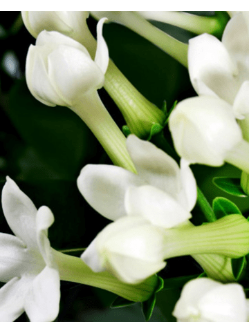 Yodeyma Eau de Parfum Platinum 50 ml spritzig und würzig verfeinerter Duft