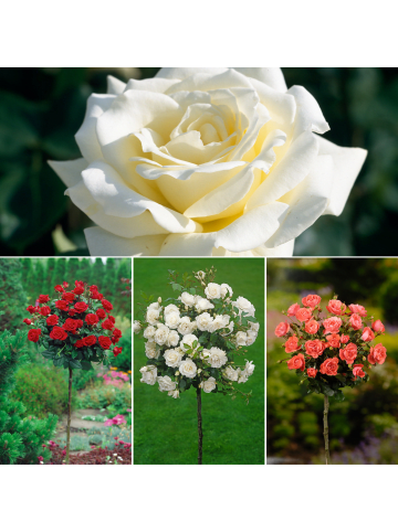 GARDENZO 3er-Set: Mini-Stamm Rosen in Bunt