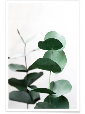 Juniqe Poster "Eucalyptus 5" in Grün & Weiß