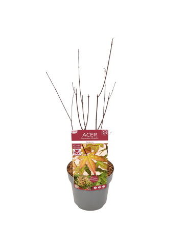 NatureNest Acer palmatum Redwine Ahornpflanze in Rot Topf 19 cm Höhe 50 cm