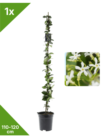 GARDENZO Sternjasmin 110-120cm 2L Topf