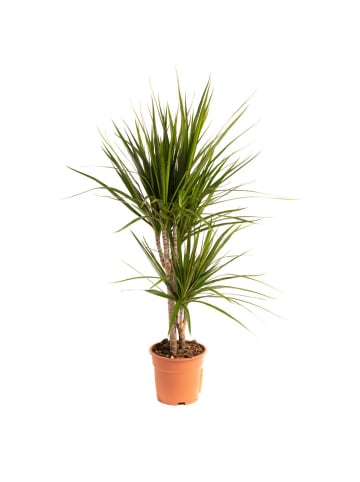 OH2 Pflanze Dracaena Marginata in Grün