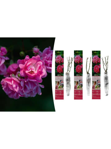 OH2 3er-Set Polyantha-Rosen in Rosa