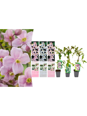 GARDENZO 3er-Set: Klematis Montana in Bunt