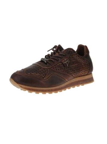 Cetti Sneaker low C-848 in Braun