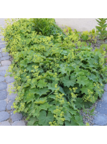 NatureNest 6 Frauenmantel pflanzen  Alchemilla mollis  