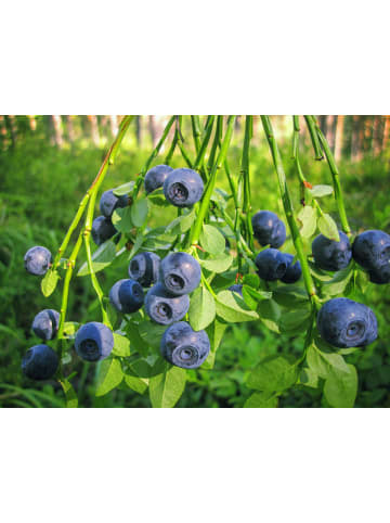 GARDENZO 8er-Set: Blaubeere in Blau