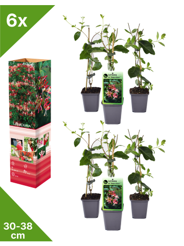 GARDENZO 6er-Set: Lonicera periclymenum in Bunt