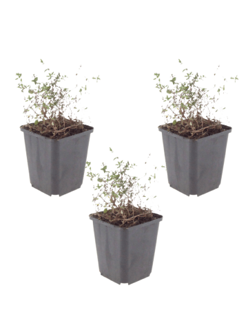 NatureNest 3 Thymus vulgaris Pflanzen in Grün Topf 9 cm Höhe 15 cm