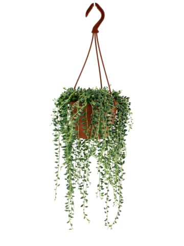 MeinVIPShop Senecio herreianus im Hängetopf 25 cm Zimmerpflanze