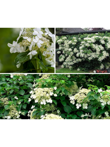 GARDENZO 8er-Set: Kletterhortensie in Weiß