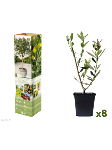 GARDENZO 8er-Set: Planzen Oliven 