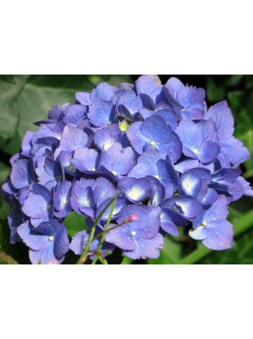 GARDENZO 6er-Set: Macrophylla Hortensien in Blau