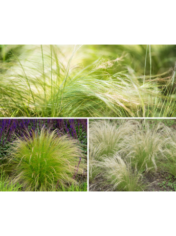 GARDENZO 4er-Set: Stipa Zwerg-Federgras
